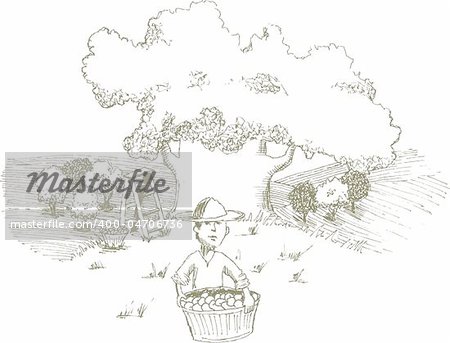 Pen and ink style illustration of a man harvesting apples.