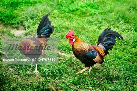 Two free range chickens on a farm