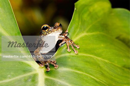 Osteocephalus leprieurii tree frog in the bolivian rain forest sitting on big leaf