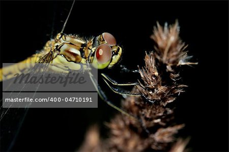 Closeup Ruddy Darter Dragonfly with big eyes on dark background.
