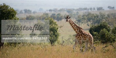 Giraffe walking about on savanna in a midday sun.