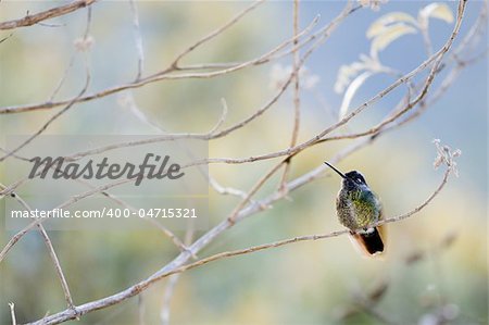 The humming-bird in branches./ Costa Rica