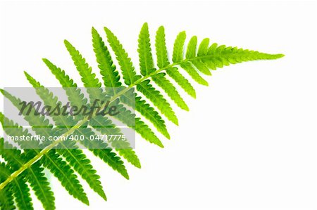 Close up fern leaf isolated on white