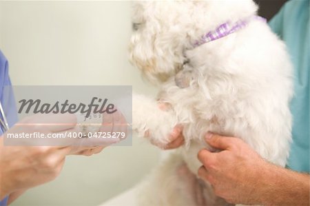 A dog having a blood test done at the vet.