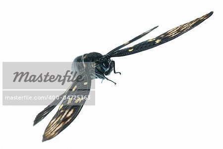 fly insect cicada bug isolated on white