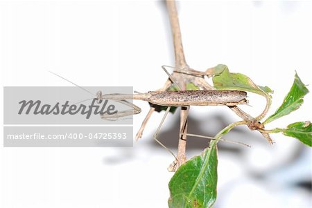 insect brown mantis bug isolated in white