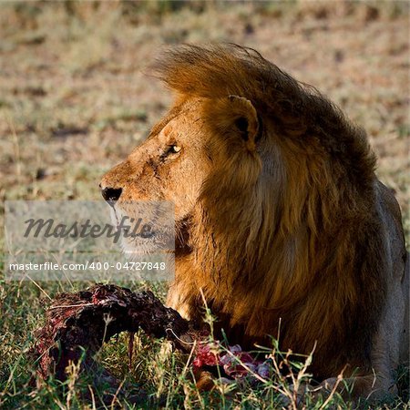 Supper of a lion. A having supper lion in the light of the coming sun with a meat piece.