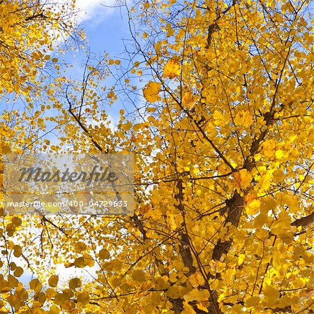 An image of an autumn golden leaf tree