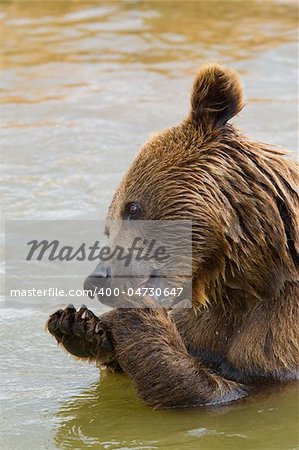 Brown Bear Eating Grapes In the Water