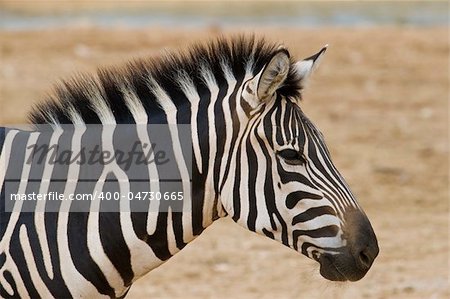 Zebra Portrait, Athens Zoo, Greece