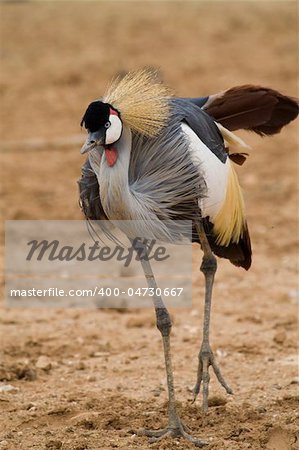 Crowned Crane, Athens Zoo, Greece