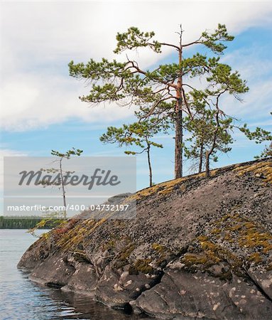 Small pines on a rock on the  lake coast