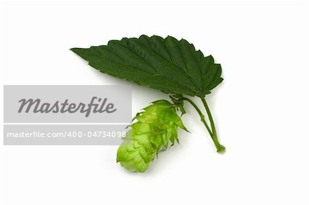 One hop cone and a leaf isolated on white.