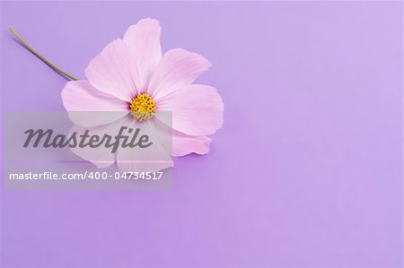 An image of a nice cosmea with space for text
