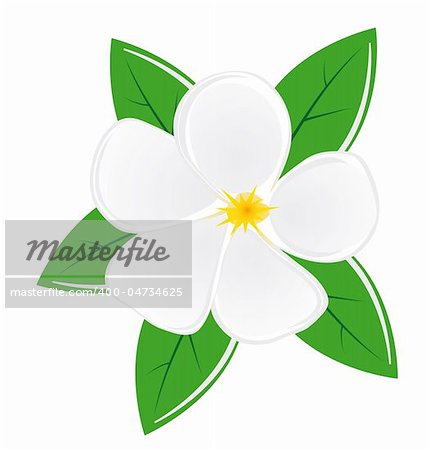 White magnolia flower with leaves. Vector illustration. Vector art in Adobe illustrator EPS format, compressed in a zip file. The different graphics are all on separate layers so they can easily be moved or edited individually. The document can be scaled to any size without loss of quality.