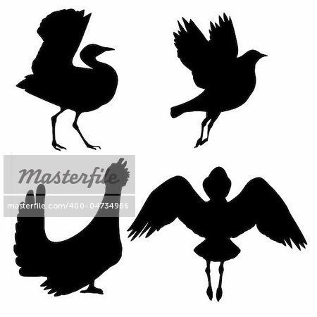 vector silhouette of the birds on white background