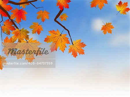 Yellow maple, autumn. EPS 8 vector file included