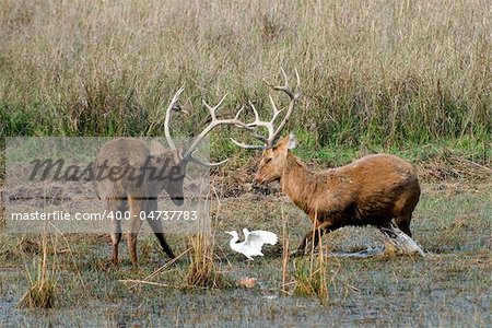 Duel of swamp deer. The marriage period. The referee.