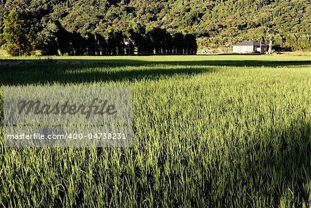 Countryside scenery with farm and house in daytime.