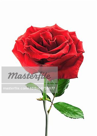 beautiful pink rose isolated on white background