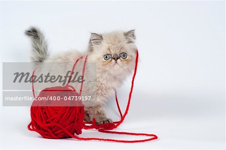 Cute little persian kitten with  red wool ball .