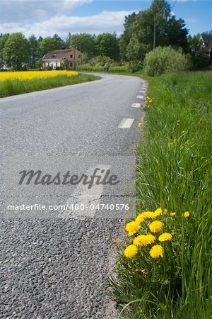 Dandelions by the side of a country asphalt road