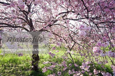 Magnificent, beautiful flowering cherry tree in full bloom