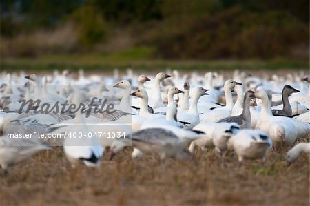 Snow geese (Chen caerulescens) on a field
