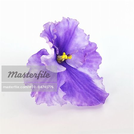 Isolated violet over white background