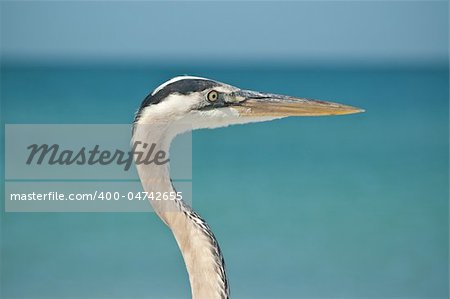 The head and neck of a Great Blue Heron in profile at a Florida beach.