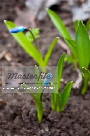 Small snowdrops Scilla (Squill) with drops of dew on flowers