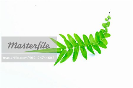 young fern leaf isolated on white background
