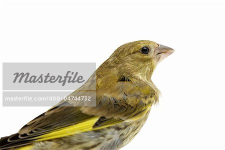 Portrait of European Greenfinch (Chloris chloris) isolated on white background