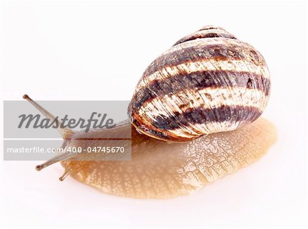 Snail isolated on white