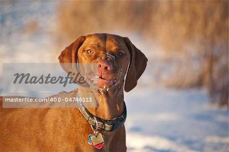 A shot of a Vizsla dog with a strange expression on its face in a field in winter.
