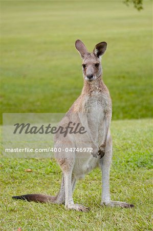 portrait of a kangaroo sitting on the premises of the golf course of the Noosa Valley Country Club near Noosa, Sunshine Coast, Queensland, Australia, Down Under, a famous travel destination for surfers and golf players.
