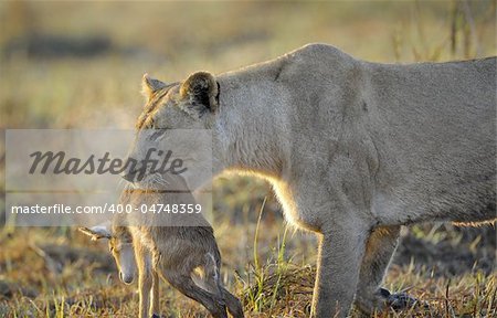 A lioness with new-born antelope prey. The lioness goes on savanna and bears the killed kid of an antelope. A yellow grass. The morning sun.