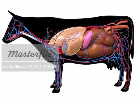 Anatomy of a cow.