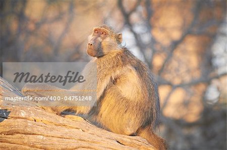 Chacma baboons (Papio cynocephalus ursinus) in the early morning sunrise on the banks of the Chobe River in the Chobe Wildlife reserve, Botswana