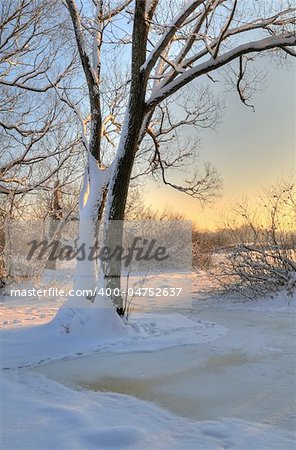 Beautiful winter sunset with a tree in the snow