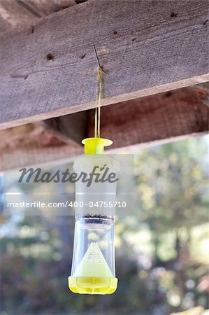 Bee Trap Hung Outdoors to Deal with a Yellow Jacket Problem.