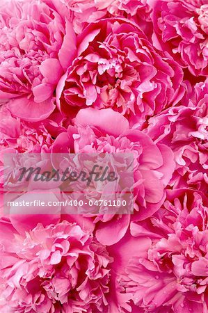 Peony flower heads - background