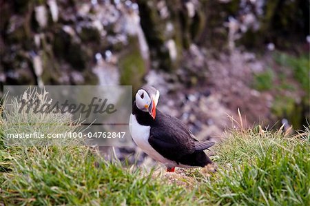 Iceland - Puffin on the green grass.