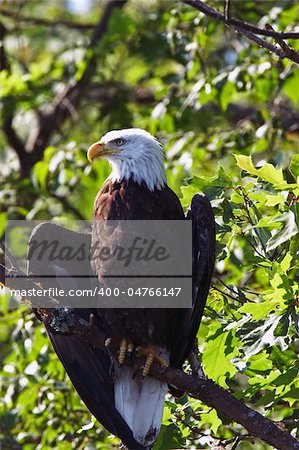 Bald Eagle with wings spread in a tree, Northern Wisconsin.