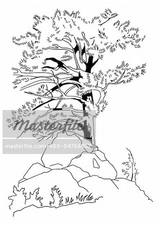 The pencil sketch of a coniferous tree. A vector illustration.