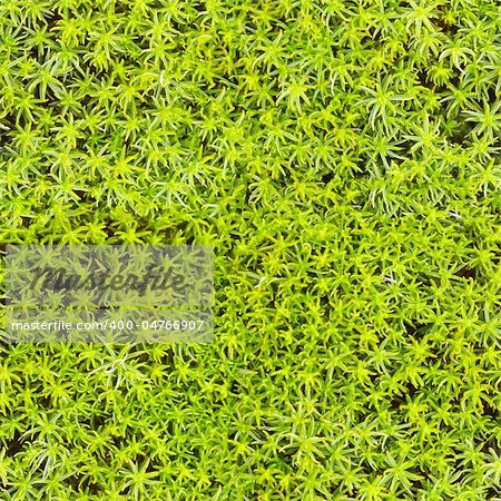 Seamless texture - marsh vegetation - moss green