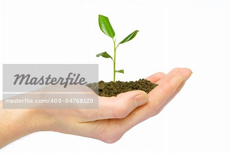 plant in the hand on dark white background