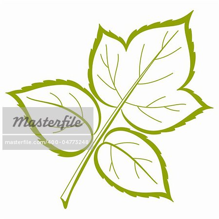 Leaf of raspberry, nature vector, monochrome, isolated pictogram