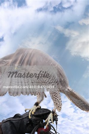 a falcon landing on its trainers hand with a cloudy background