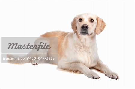 Labrador Retriever isolated on a white background